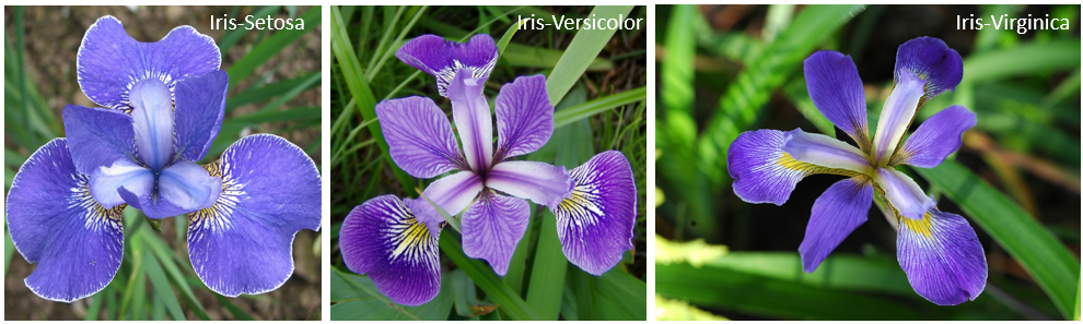 iris